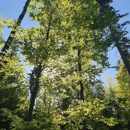 Сasa de vacaciones Forest Lodge, Perfekt Fuer Familie Und Freunde *